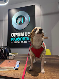 Optimus Dental Studio