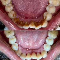 The Maison Dental