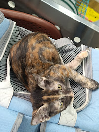 Saket Pet Clinic