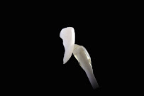 Clinica Dental Opal