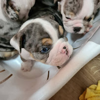 Bendigo Veterinary Clinic