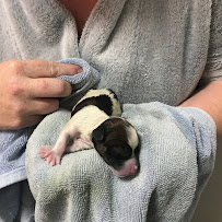 Bendigo Veterinary Clinic