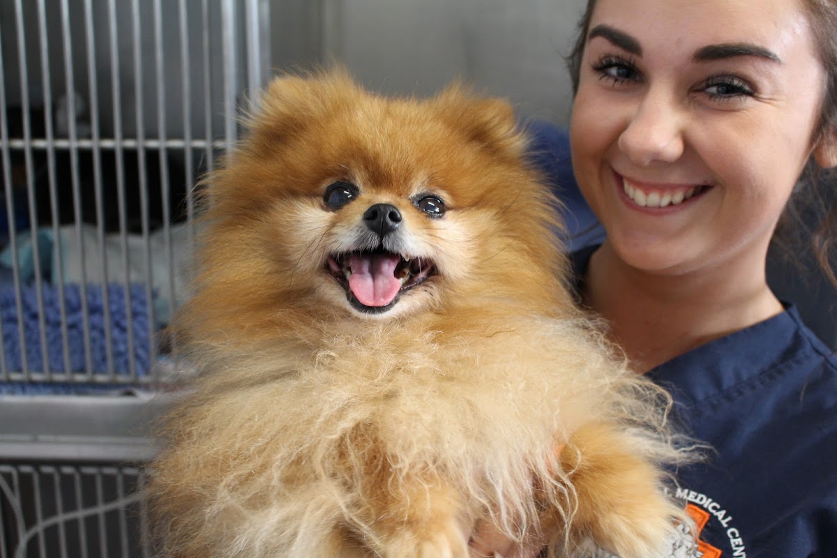 Animal Medical Centre - dental clinic in Launceston, Australia