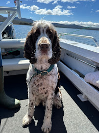 Animal Medical Centre