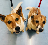 Launceston Veterinary Clinic