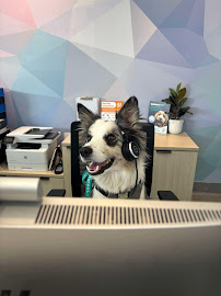 Launceston Veterinary Clinic