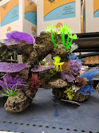 Petstock Country Launceston