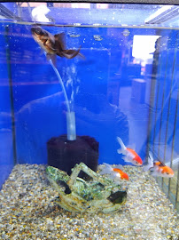 Petstock Country Launceston