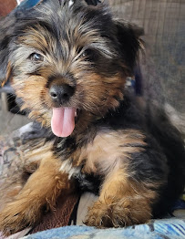 Torenbeek Veterinary Clinic