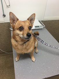 High Street Vet Surgery