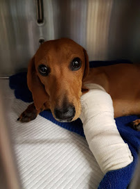 High Street Vet Surgery