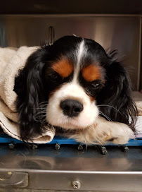 High Street Vet Surgery