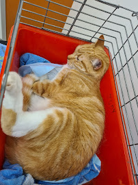 Pacific Vetcare Coffs Harbour