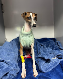 Port Macquarie Veterinary Hospital