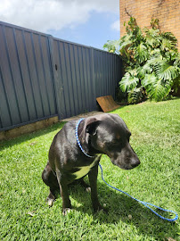 Port Macquarie Veterinary Hospital