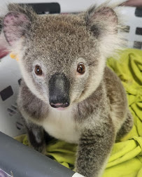 Port Macquarie Veterinary Hospital