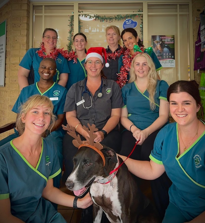 Greencross Vets Port Macquarie - dental clinic in Port Macquarie