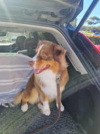 Petstock Port Macquarie