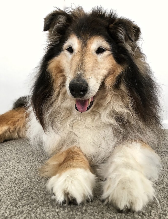 My Vet - dental clinic in Tauranga, New Zealand
