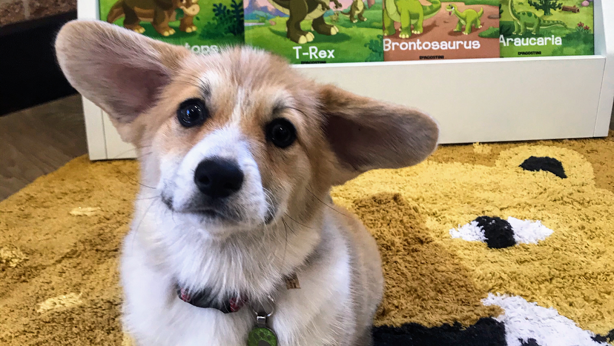 Toowoomba Family Vets - dental clinic in Toowoomba, Australia