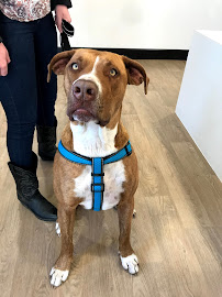 Toowoomba Family Vets