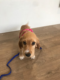 Toowoomba Family Vets