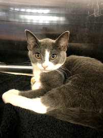 Toowoomba Family Vets