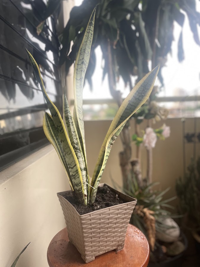 Clinica Dental Smile Design